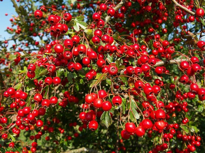 Hawthorn crop on branches