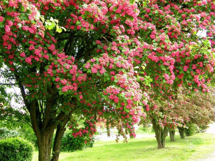 Hawthorn in landscape design