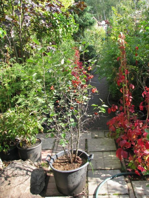 Hawthorn seedlings