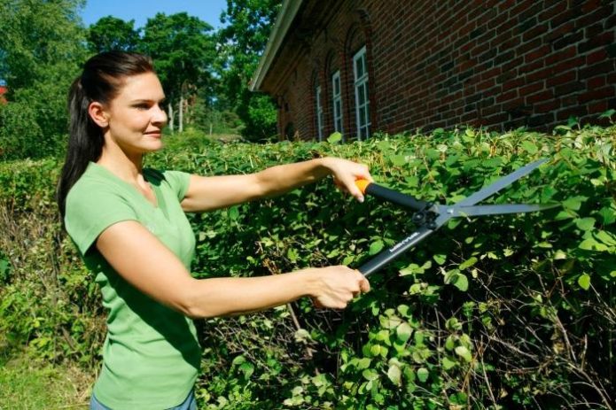 Hawthorn pruning