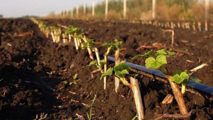 Propagation of gooseberries without thorns