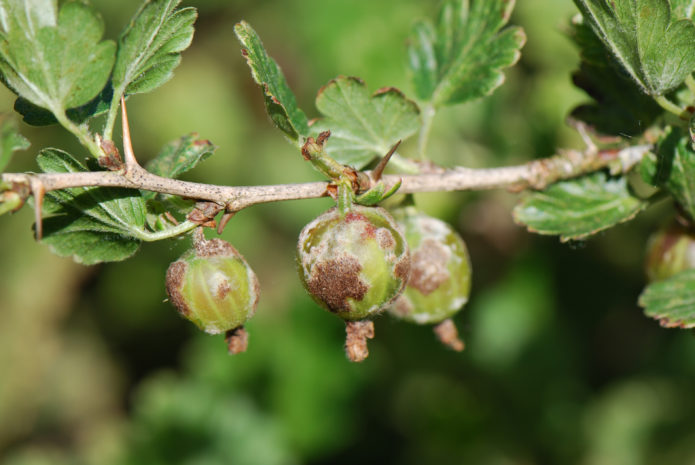 Gooseberry affected by spheroteca