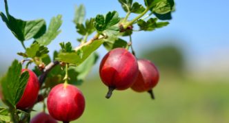 Gooseberry variety Pink-2