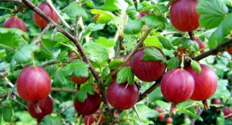 Pax gooseberry variety