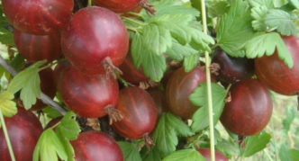 Gooseberry variety Grand