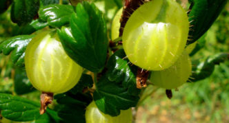 Gooseberry variety Korshudin