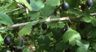 Gooseberry variety Defender