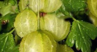 Gooseberry variety Mukurines