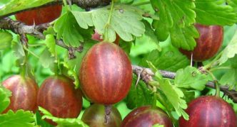 Gooseberry variety Masheka