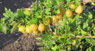 Gooseberry variety Honey