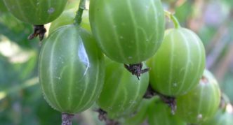 Gooseberry variety Ural emerald