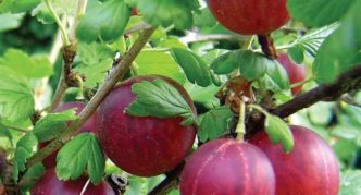 Gooseberry variety Generous