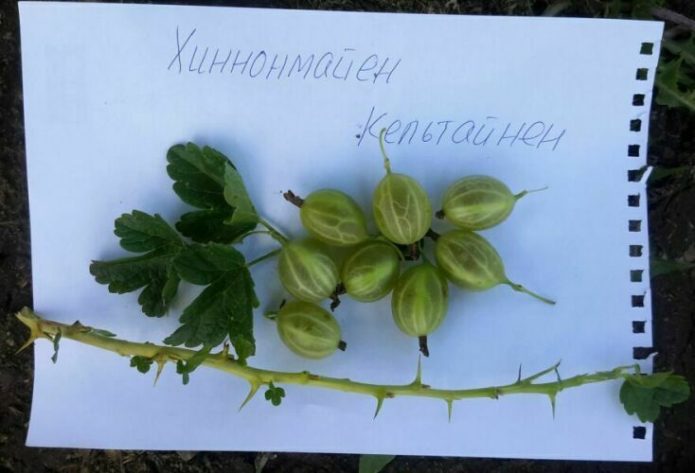 Gooseberry variety Hinnomainen Keltainen