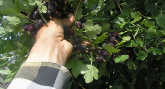 Gooseberry variety African