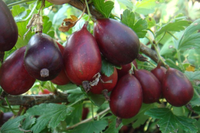 Gooseberry variety Cooperator