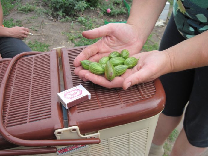 Gooseberries Ural emerald