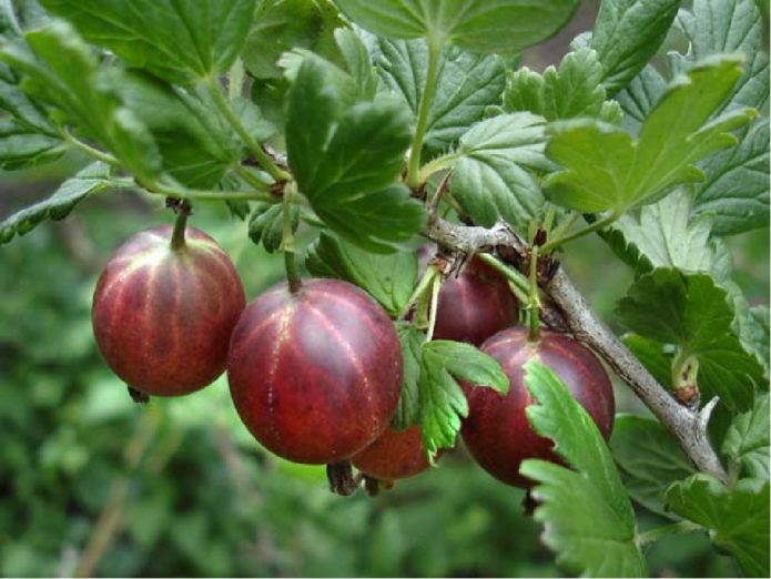 Olavi gooseberry variety