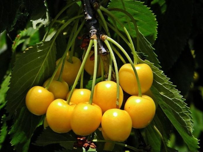 Sweet cherry varieties Orlovskaya amber