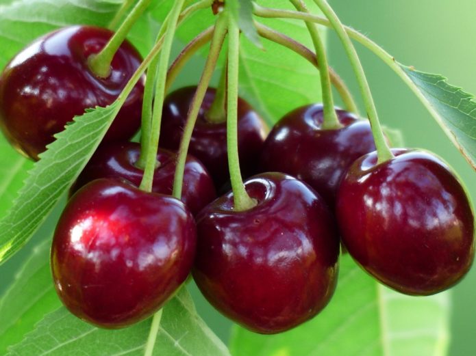 Cherry varieties Veda