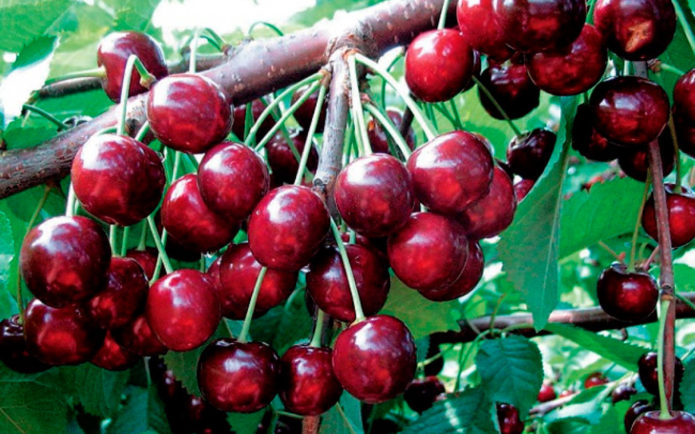 Cherry varieties Narodnaya Syubarova