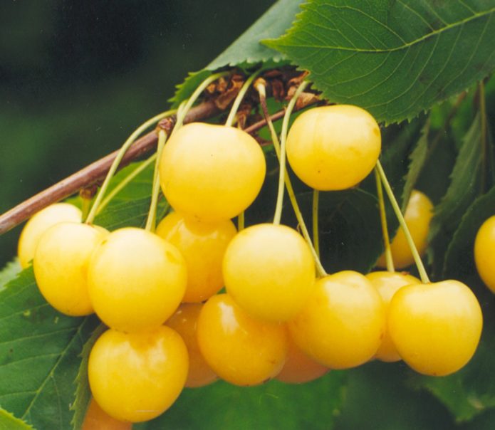 Cherry variety Leningradskaya yellow