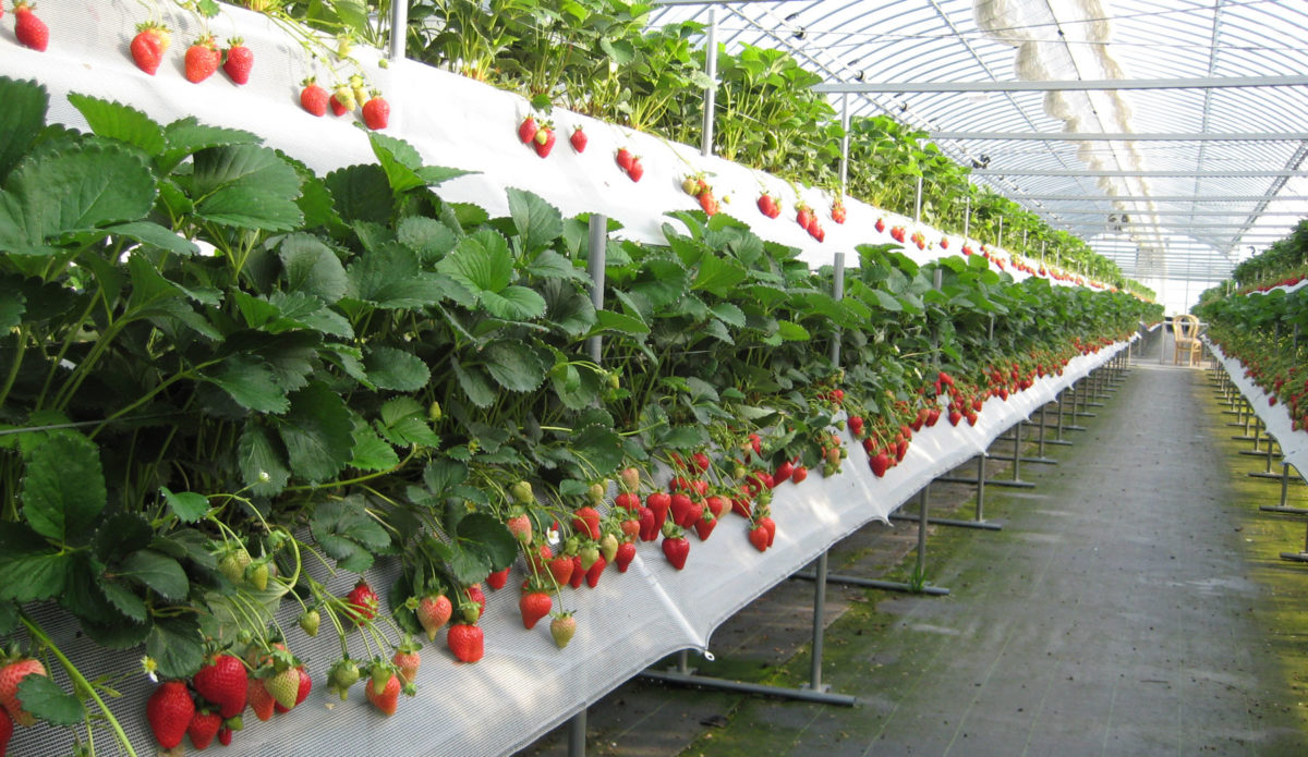 strawberries in the greenhouse