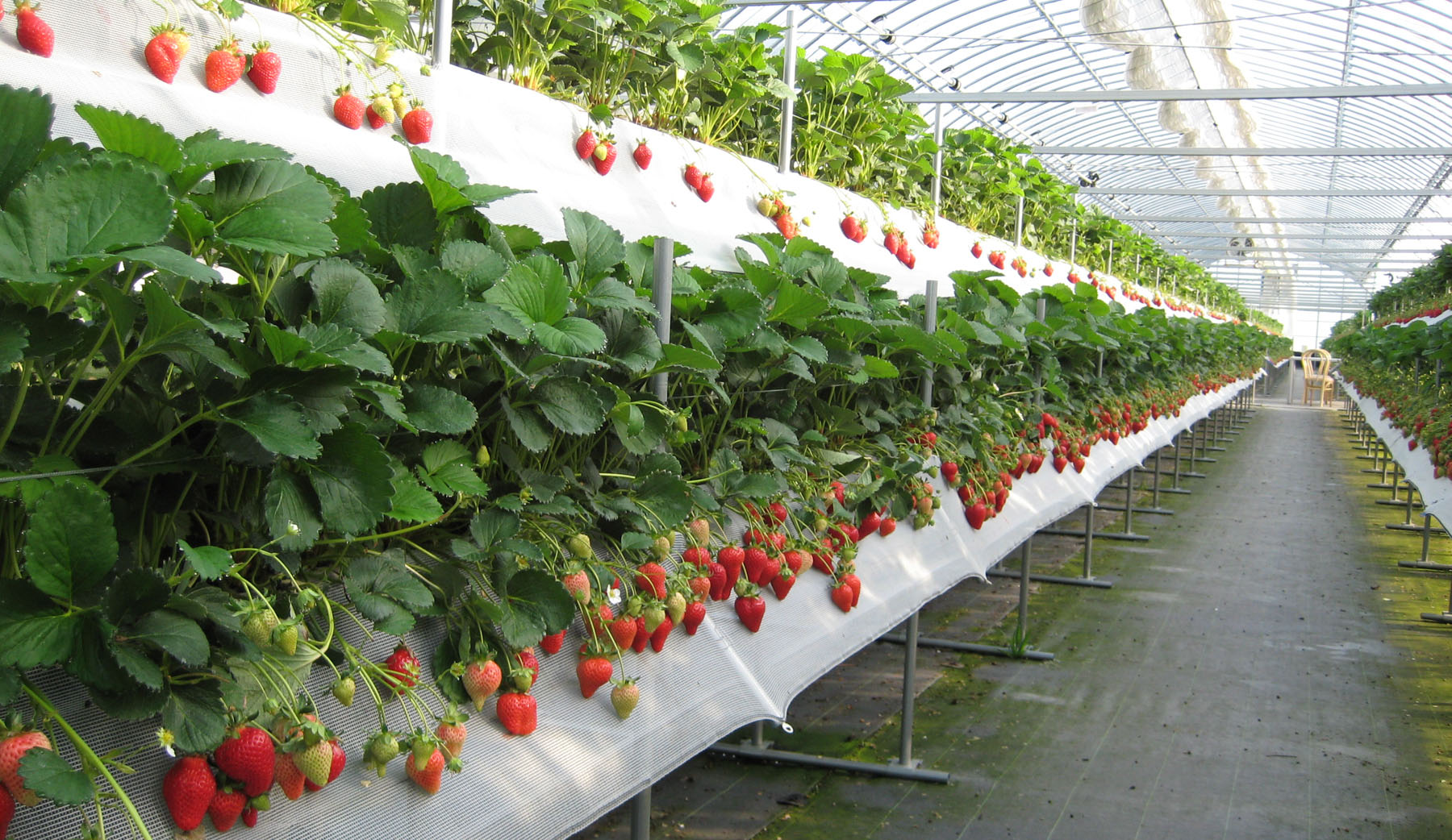 How to grow strawberries in a greenhouse: variety selection, growing in pots and on racks, warm strawberry beds