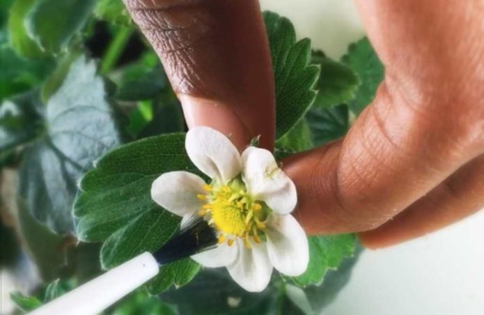 Pollination of strawberry flowers