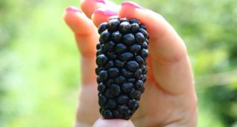 Blackberry varieties Karaka Black