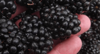 Blackberry variety Thornphy