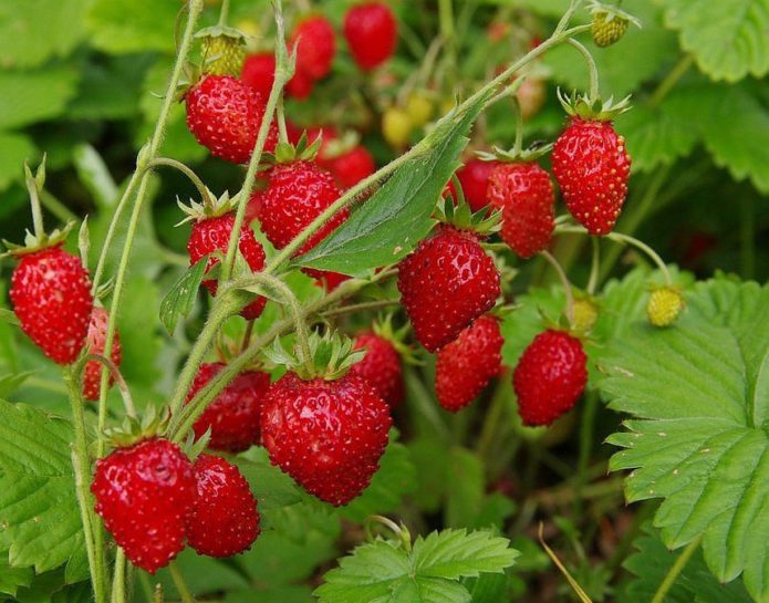 Strawberry varieties Alexandria