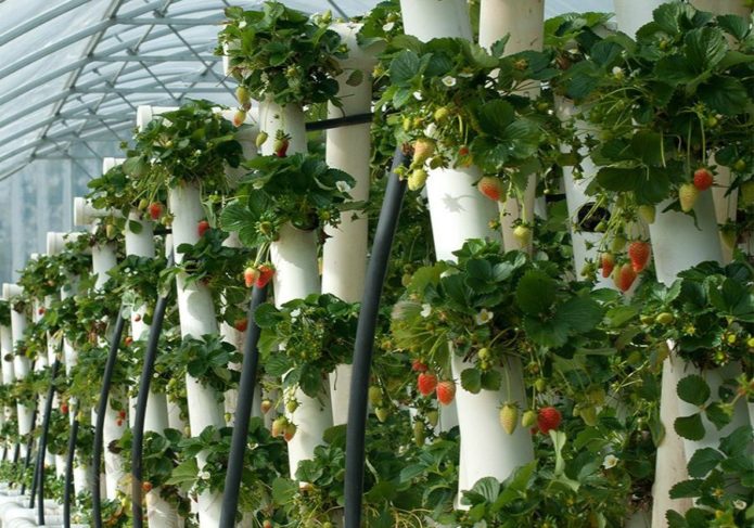 Strawberries in vertical tubes