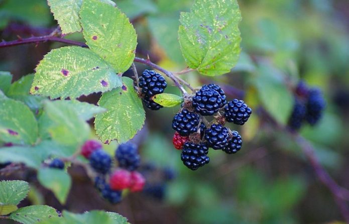 Blackberry himalayas