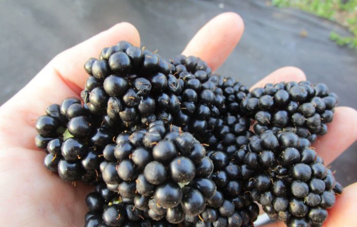 Berries of blackberry variety Chief Joseph