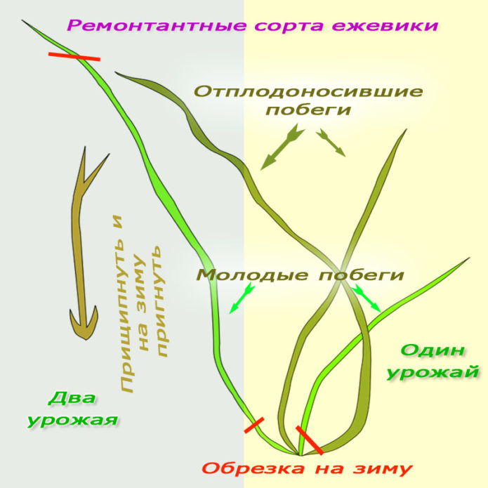 Formation of repairing blackberry bushes