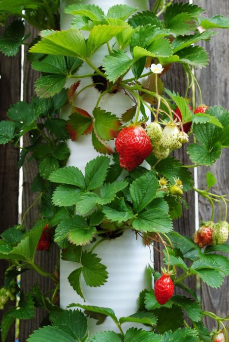 Growing strawberries in PVC pipes