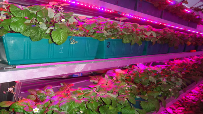 Phytolamps for lighting strawberries