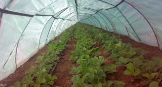 Film tunnels for strawberries