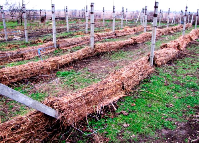 Shelter grapes with straw