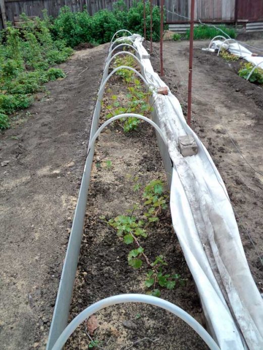 Shelter for grapes