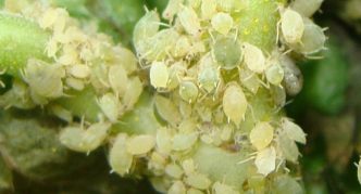 Green sea buckthorn aphid