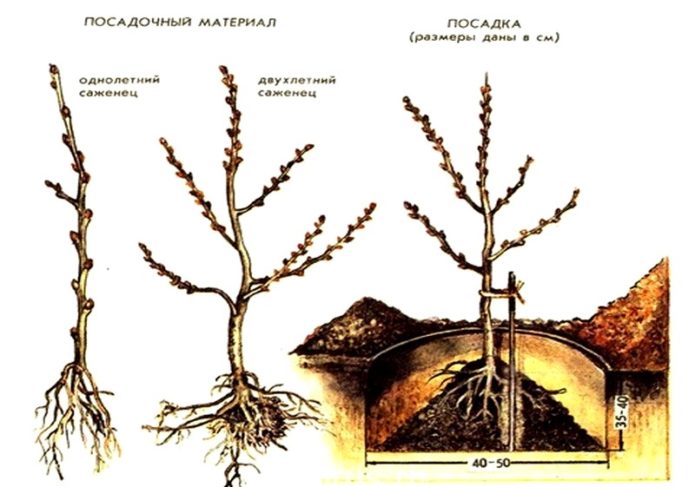 Sea buckthorn planting scheme