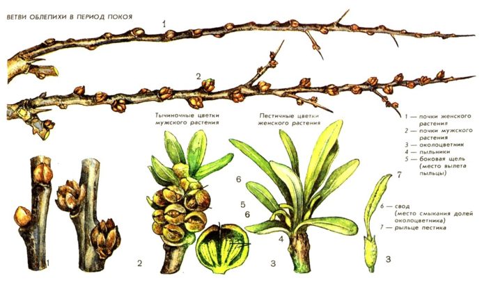 Diagram of the structure of sea buckthorn buds