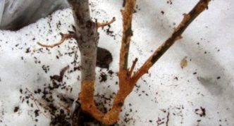 Trunk and branches damaged by mice