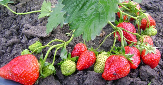 Strawberries Queen Elizabeth 2