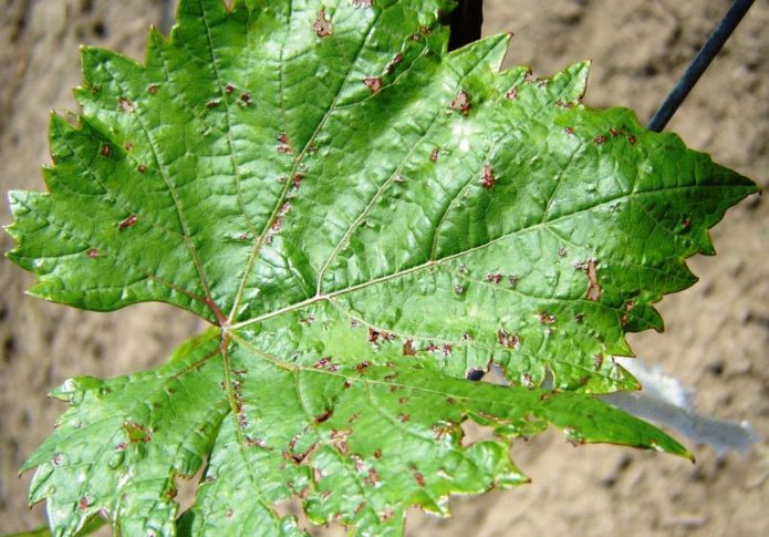 Anthracnose