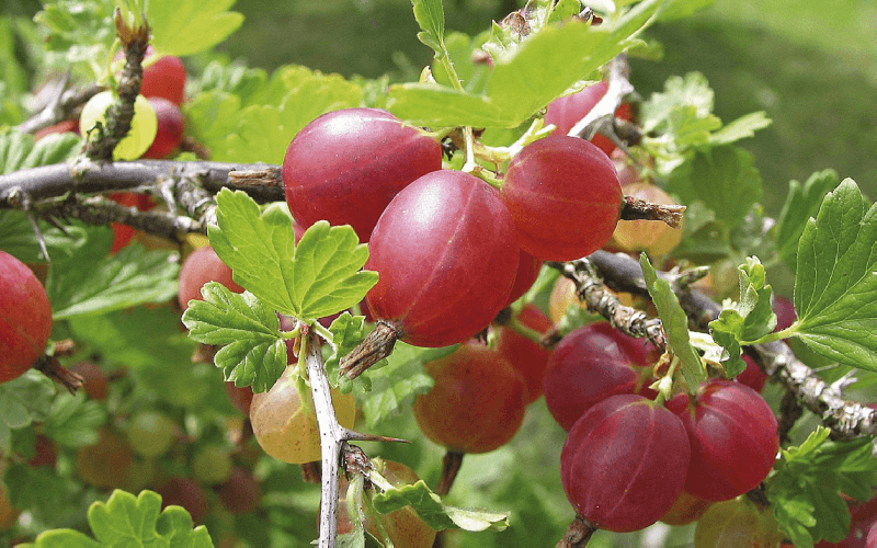 Gooseberry fertilization system: necessary preparations and optimal timing