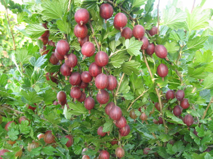 Gooseberry harvest