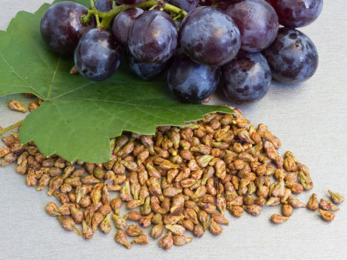 Fruits and seeds of grapes