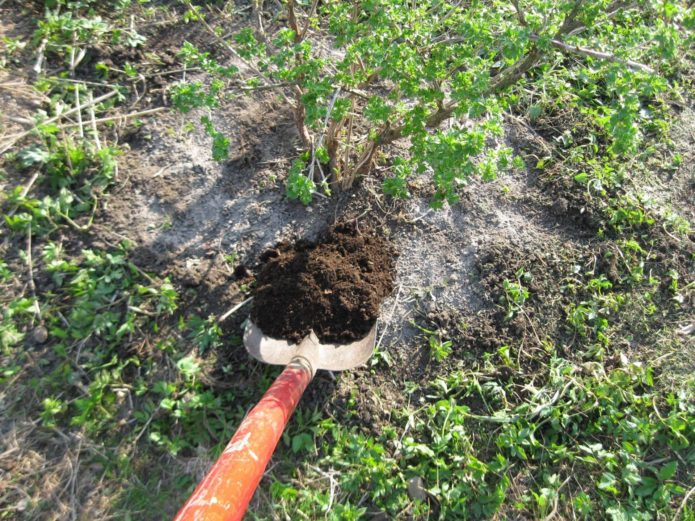 Introduction of organic matter under the gooseberry bush